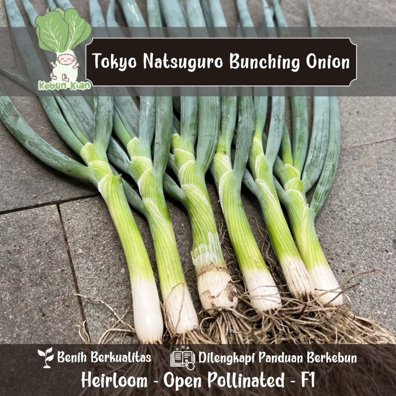 50+ Biji. Benih Natsuguro Bunching Onion. Daun Bawang Jepang.