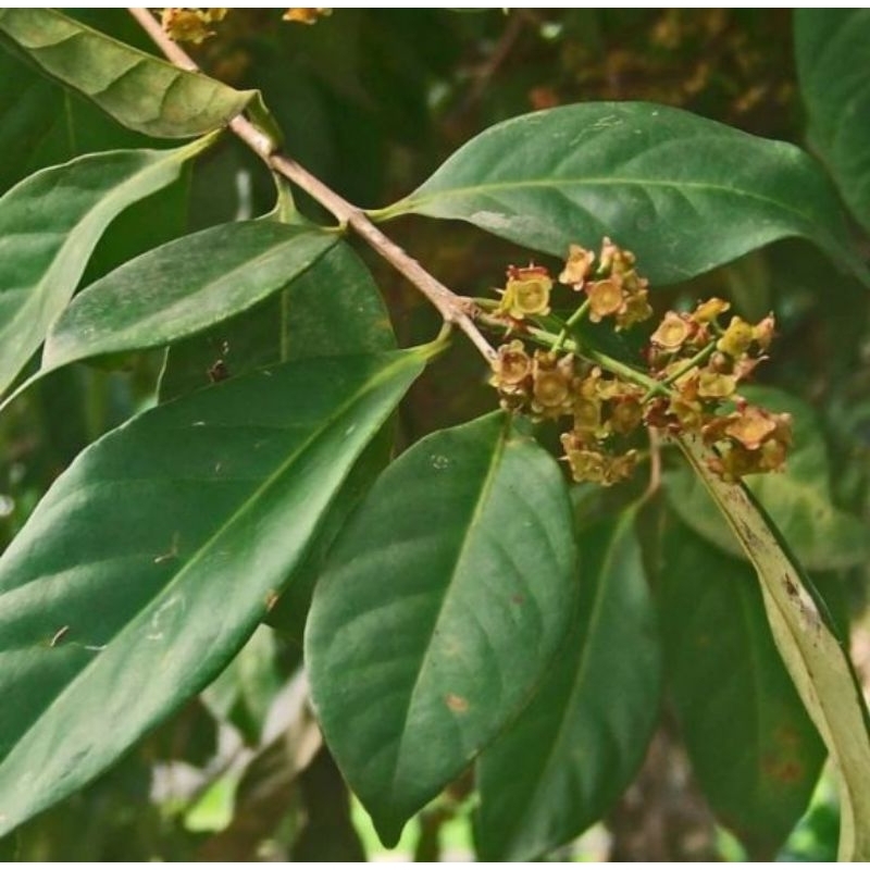 

daun salam segar 250 gram