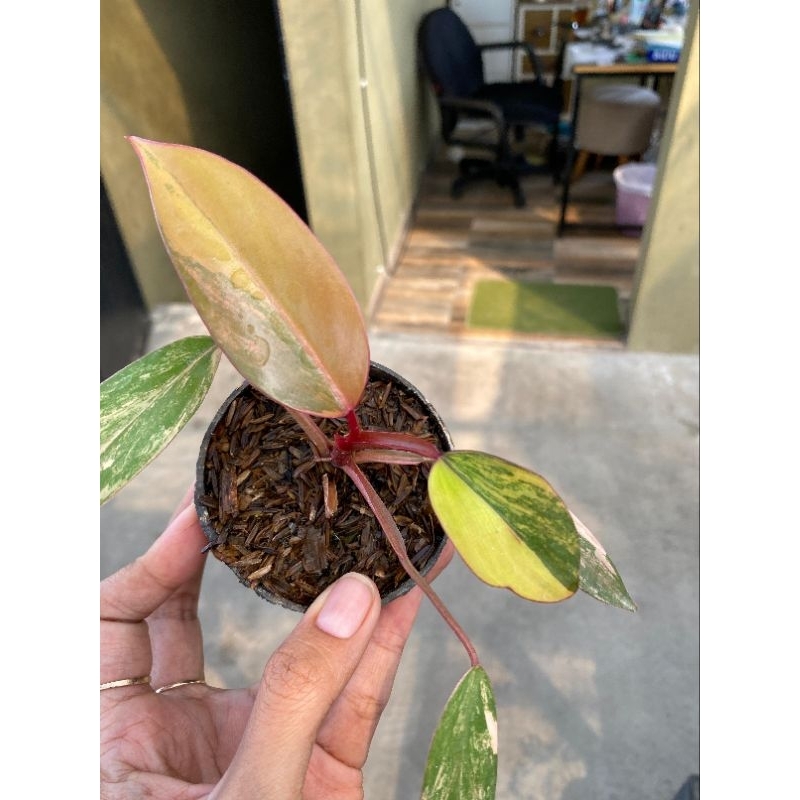 Philodendron Strawberry Shake