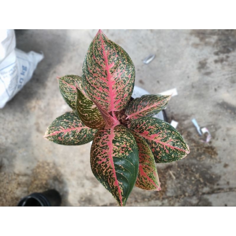 Aglaonema red tiara