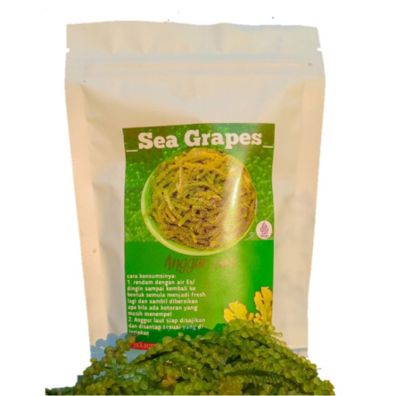 

MURAH Anggur Laut/Sea Grapes