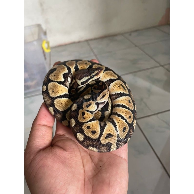 Ball python Pastel yellowbelly