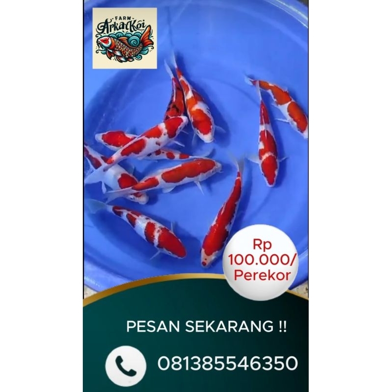 

ikan koi Doitsu Blitar