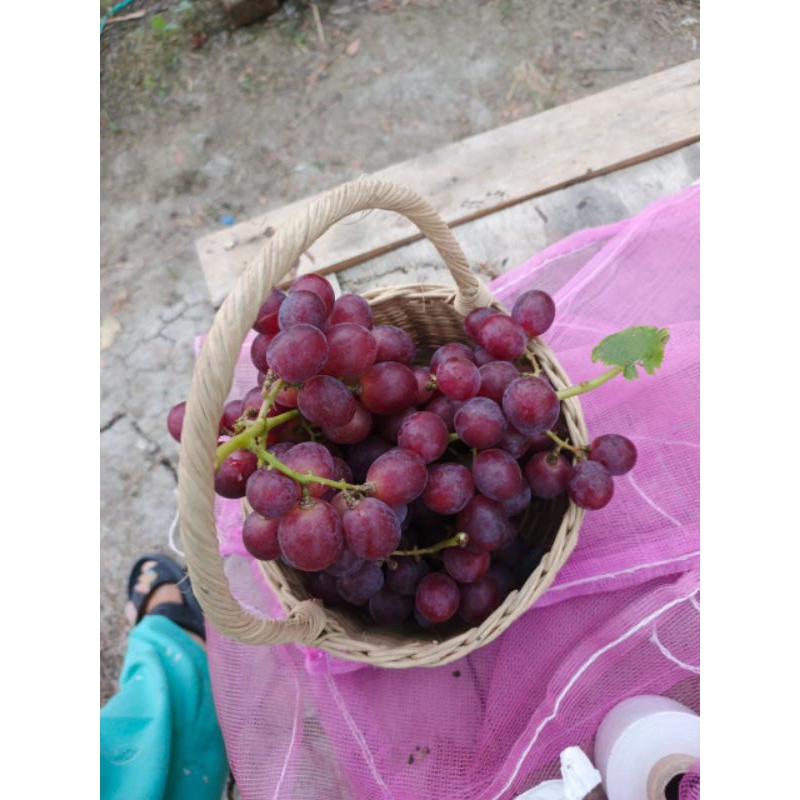 EVEREST/ANGGUR IMPORT/TABLE GRAPE/BUAH ANGGUR/BIBIT BUAH/BIBIT TANAMAN/BIBIT TANAMAN ANGGUR/IMPORT/B