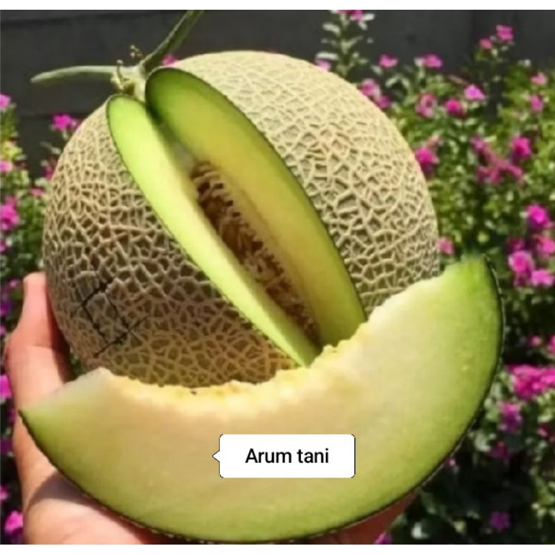 BENIH MELON MANIS MADU SUPER 50 BIJI