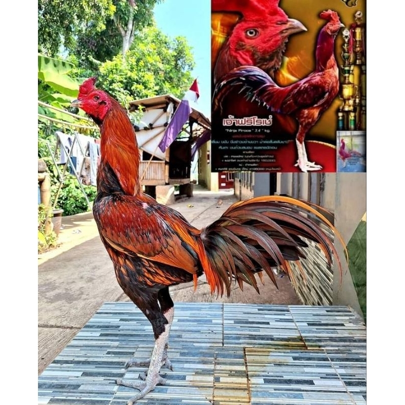 

(Isi 6 Butir) Telur Ayam Pama Ninja Ori Kwalitas Super GARANSI Telur Baru Fertil Hanya untuk Di tetaskan