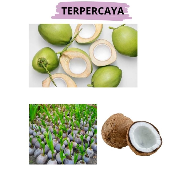 Bibit Kelapa Hibrida Hijau Pendek, Bibit Kelapa Hibrida, Bibit Kelapa Hibrida Buah Besar