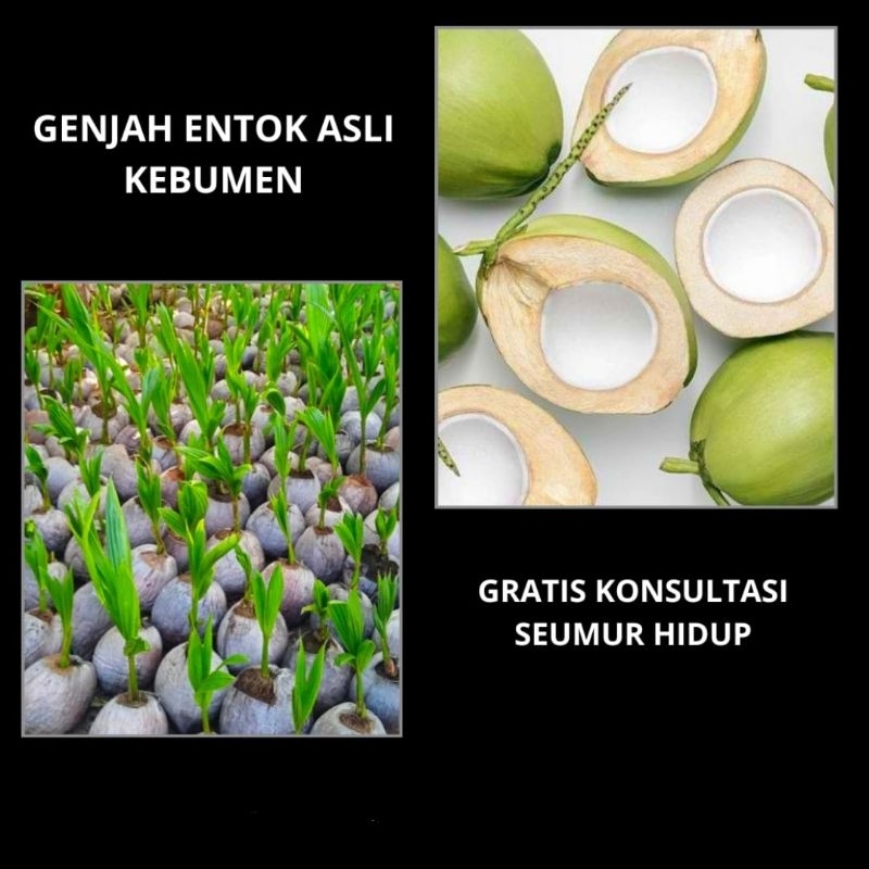 Bibit kelapa kopyor , kelapa kopyor genjah, kelapa kopyor asli