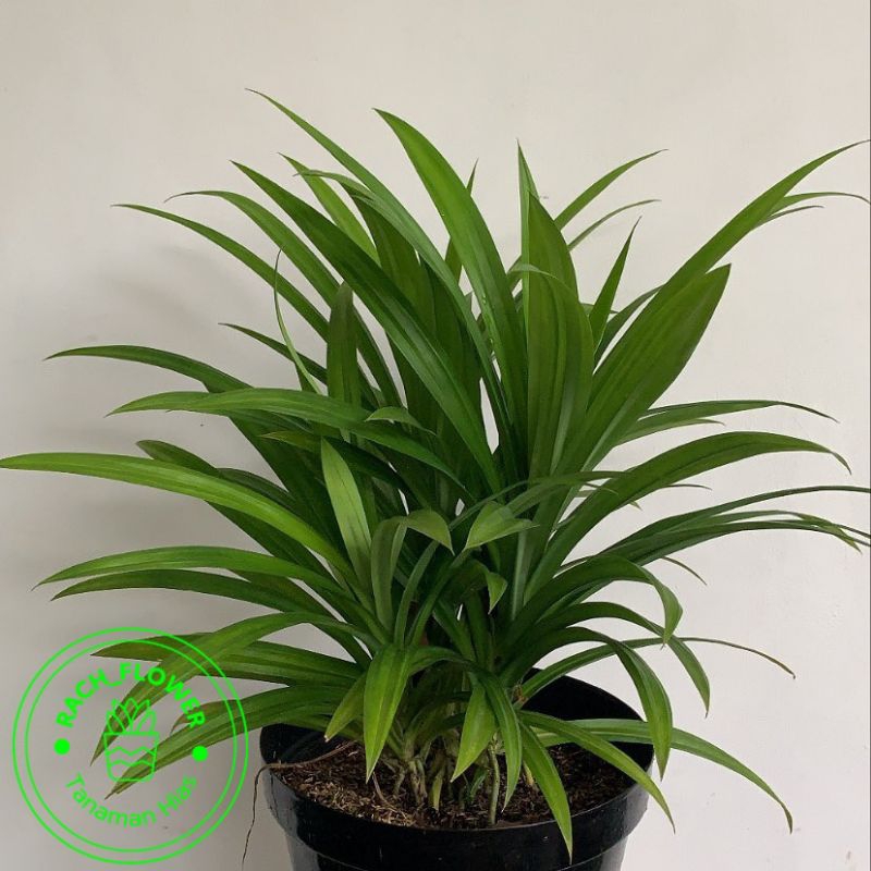 ( BISA COD ) Tanaman Pandan Wangi Siap Tanam Bibit Tanaman Pandan Daun Pandan Harum