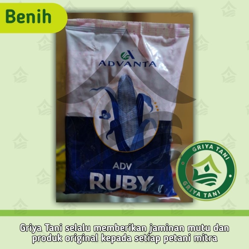 Benih Jagung Adv 777 Ruby