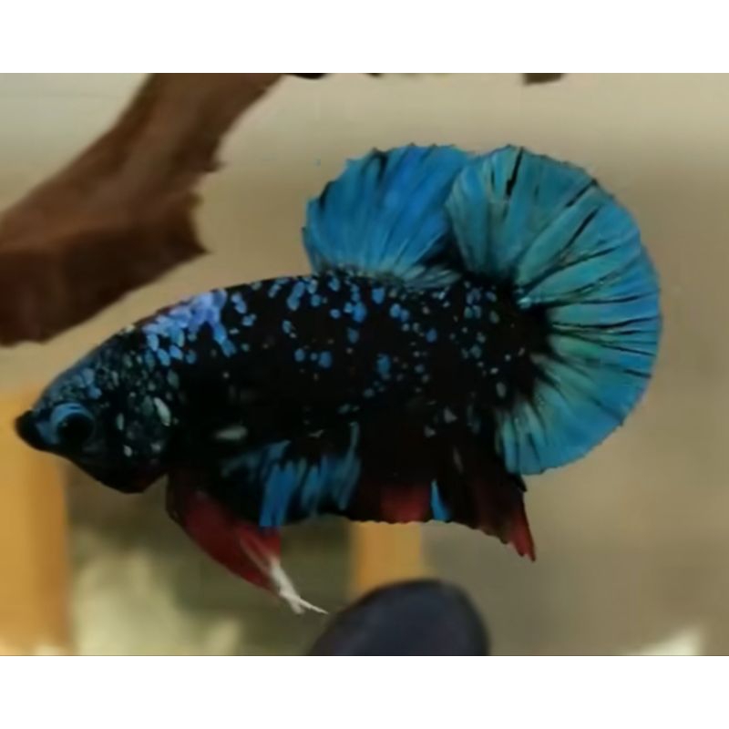 Plakat Avatar Gordon dan Cooper