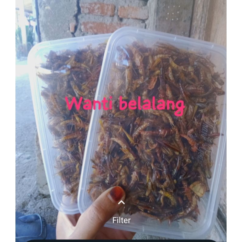 

BELALANG PADI DAPET 2 BOX