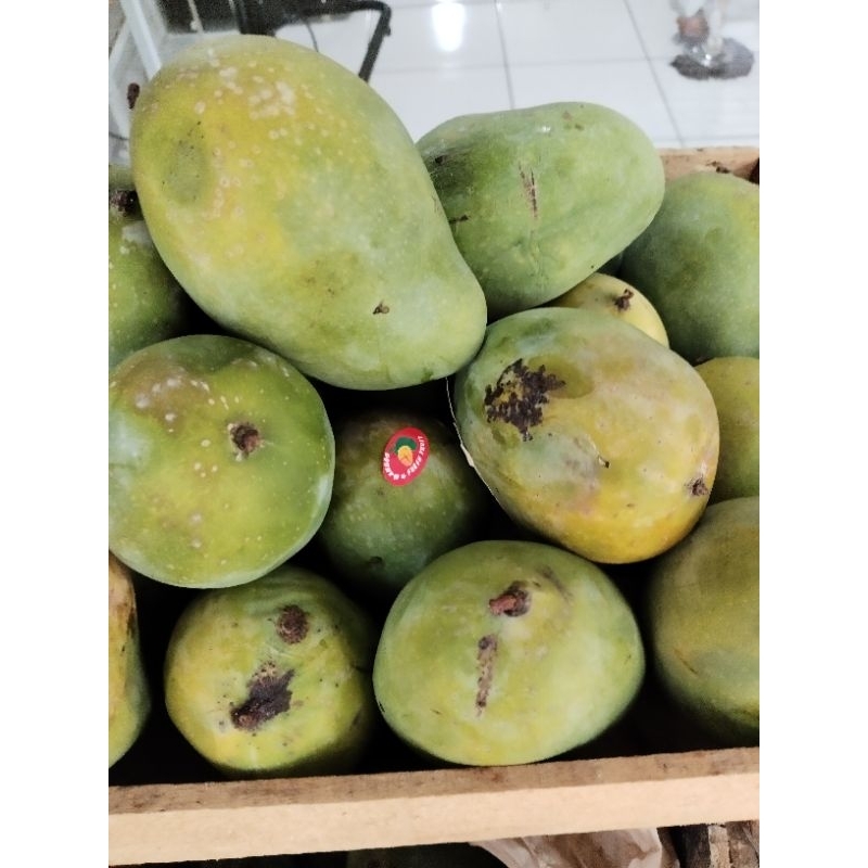 

Mangga Alpukat|Mangga Harumanis|Mangga Jawa Timur |Mangga kolonel