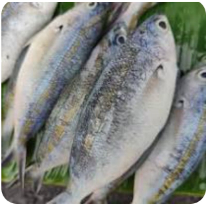 

IKAN ASIN RAPPO-RAPPO / Pasar Makassar