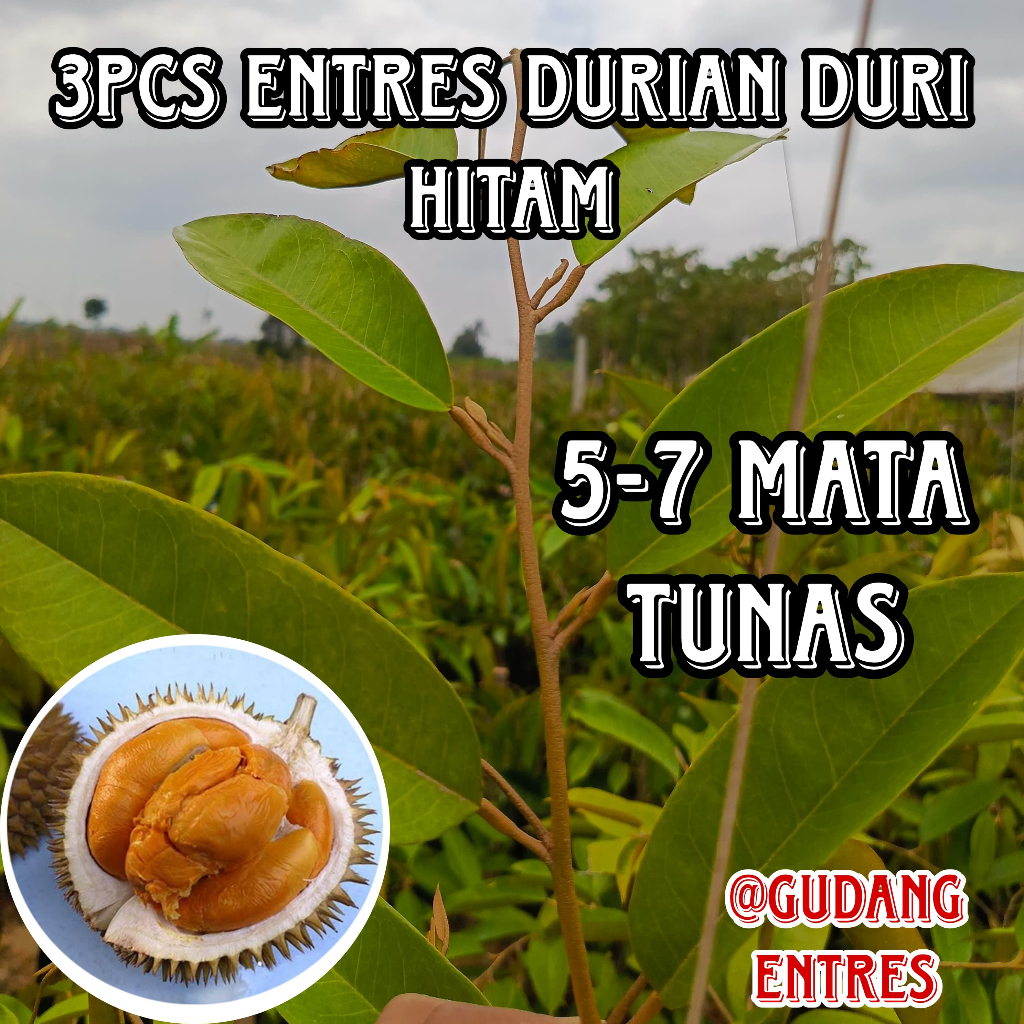 Bundling 3 PCS Entres Durian Super Duri Hitam Asli Pohon Unggul