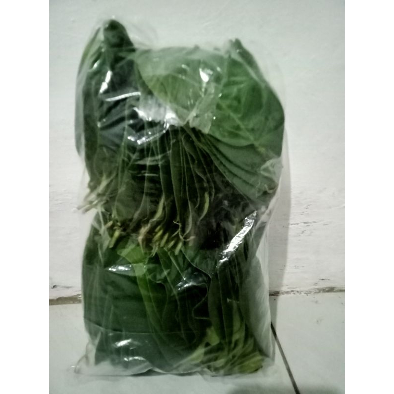 

daun salam segar