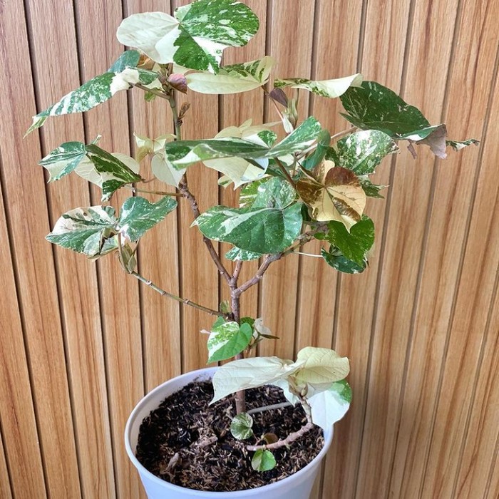 Bibit Bahan bonsai Waru Variegata / Bibit Bahan bonsai tanaman Hias Waru variegata / Bibit Bahan bon