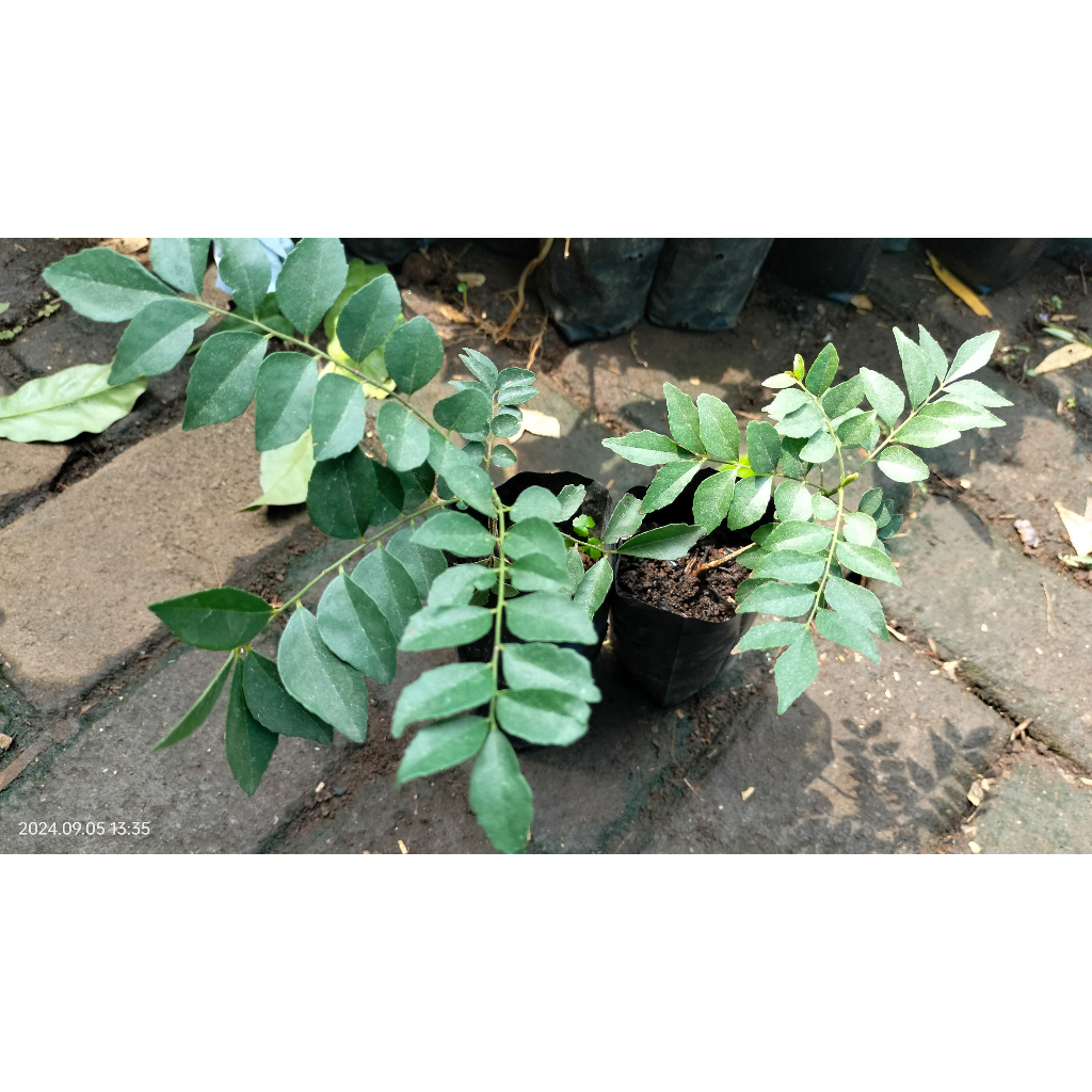 Bibit Daun Kari / Bibit Tanaman Daun kari / Bibit Pohon Daun kari / Daun kare
