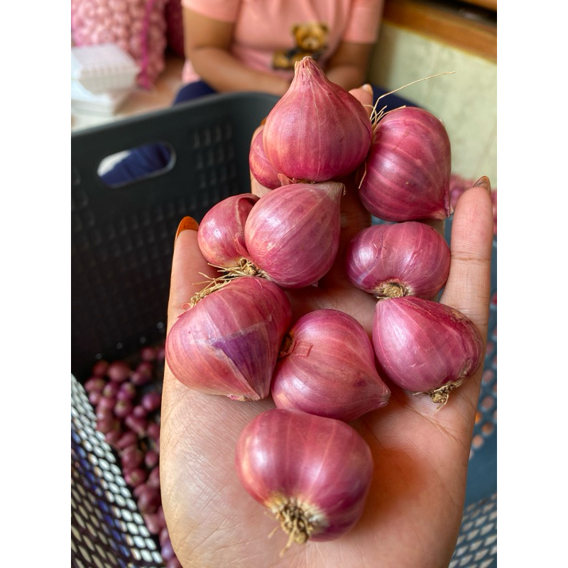 

bawang merah jowo/brambang jowo