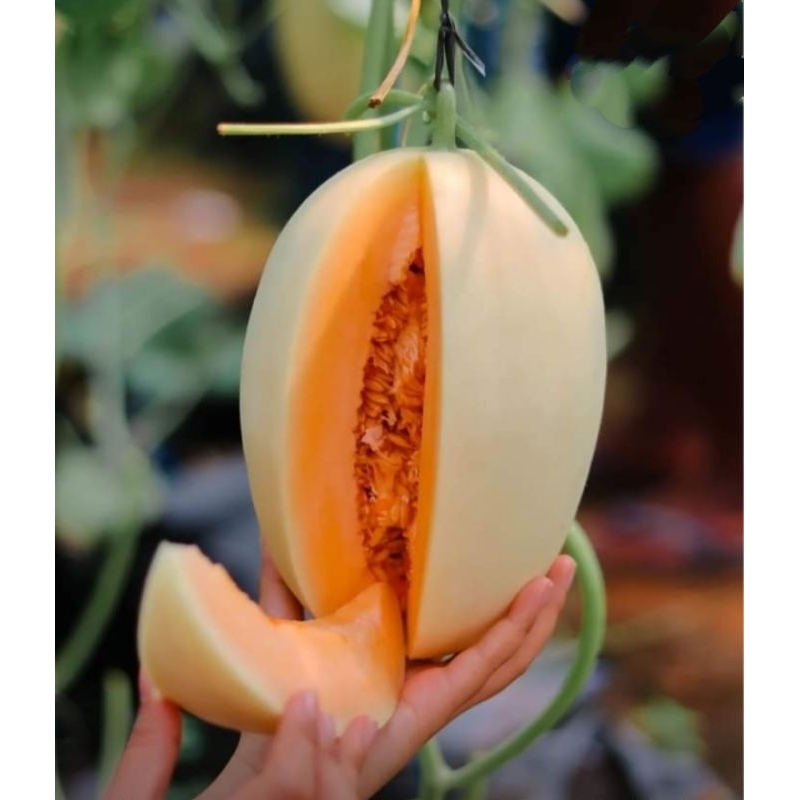 

Buah Melon Kirani manis super legit