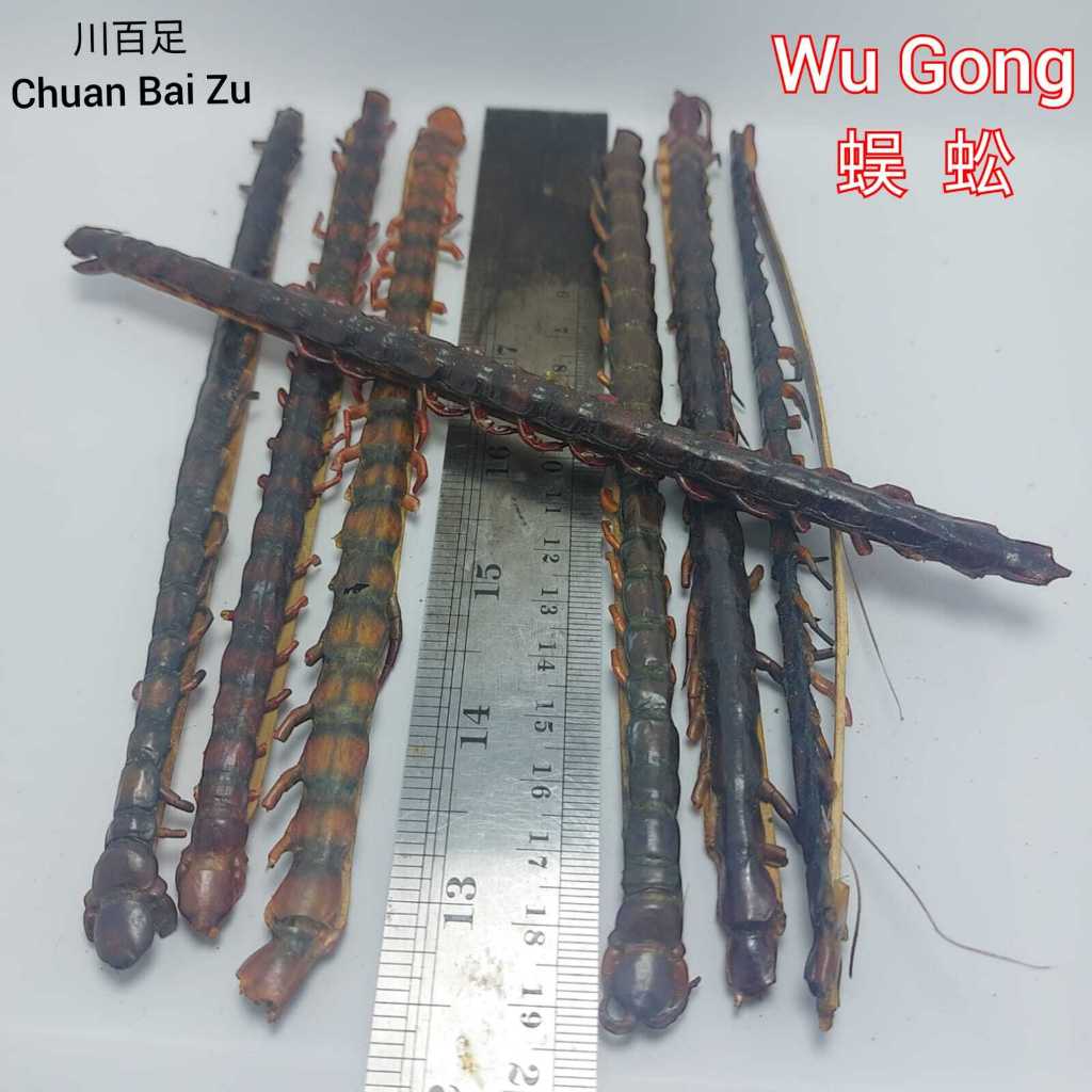 

1 Ekor Chuan Wu Gong 川蜈蚣 / Bai Zu / Centipede / Lipan Kering / Scolopendra / Kelabang Kering