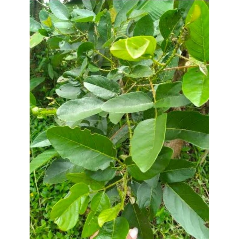 

Daun Segar Cangkring Berduri 600 Gram Obat Herbal Gatal Dan Cacar Murah Manjur