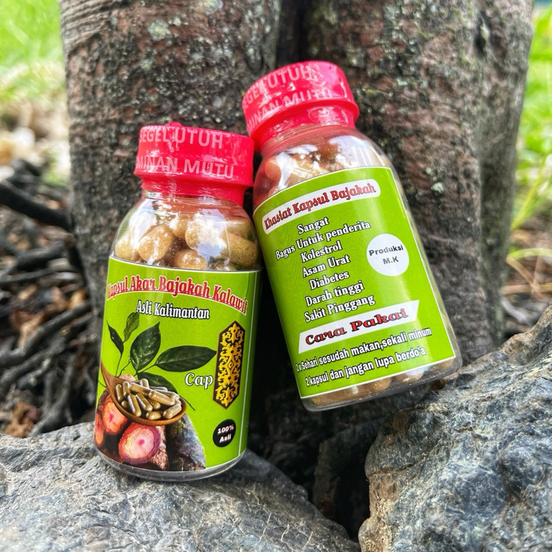 Kapsul Akar Bajakah Kalalawit Asli kalimantan (Uncaria Gambir Roxb)