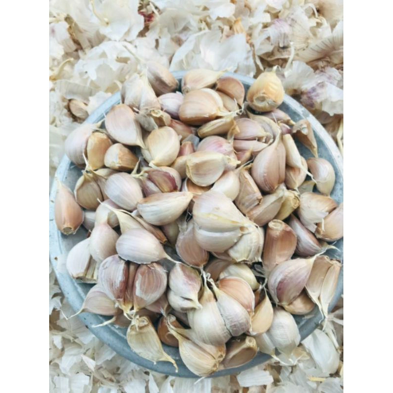 

bawang kating berkualitas terbaik