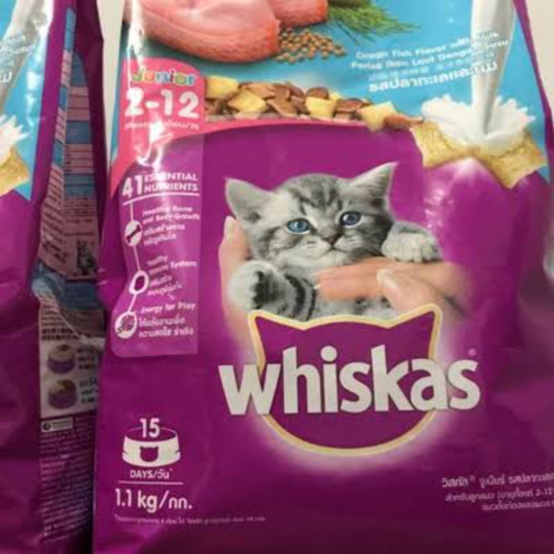 whiskas junior 2-12bulan