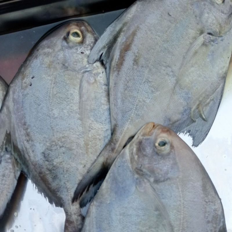 

ikan bawal laut kondisi fresh baru berat 1 kilogram pengiriman instan