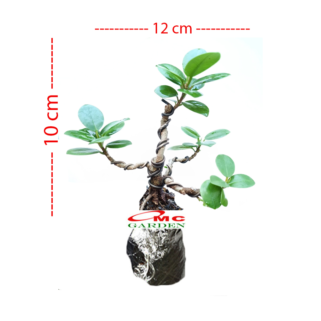 Tanaman Hias Pohon Bonsai Mame Beringin Korea Mini Dolar B-BK-023