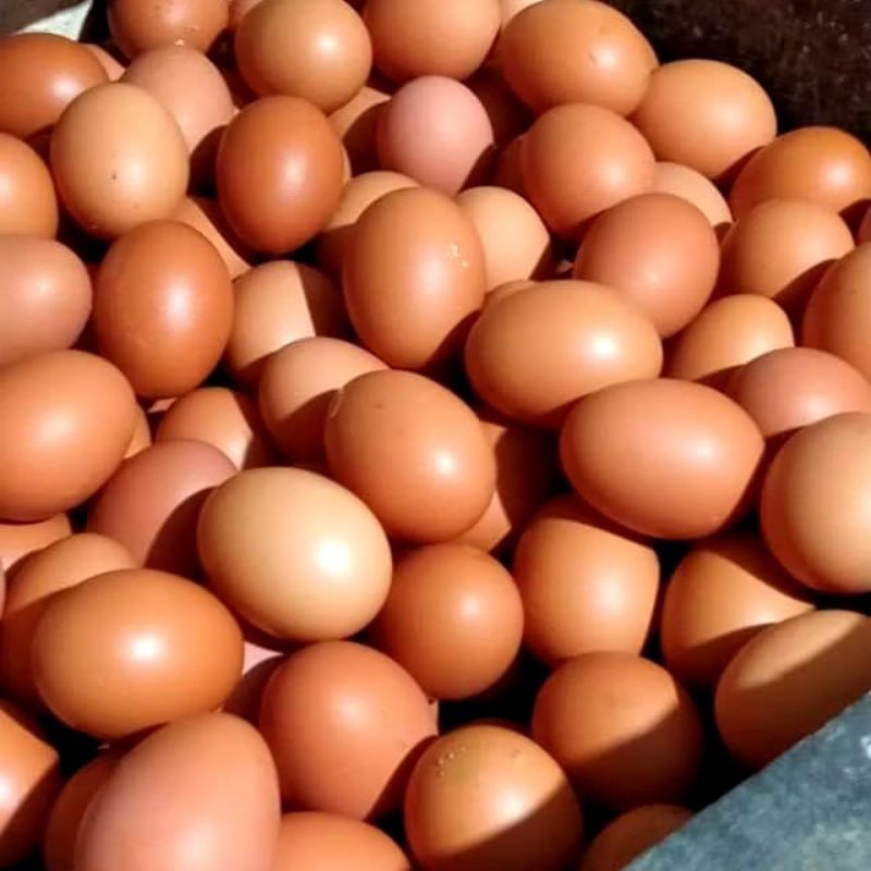 

[Instan] Telur Ayam Negeri/ 500gr- 1KG