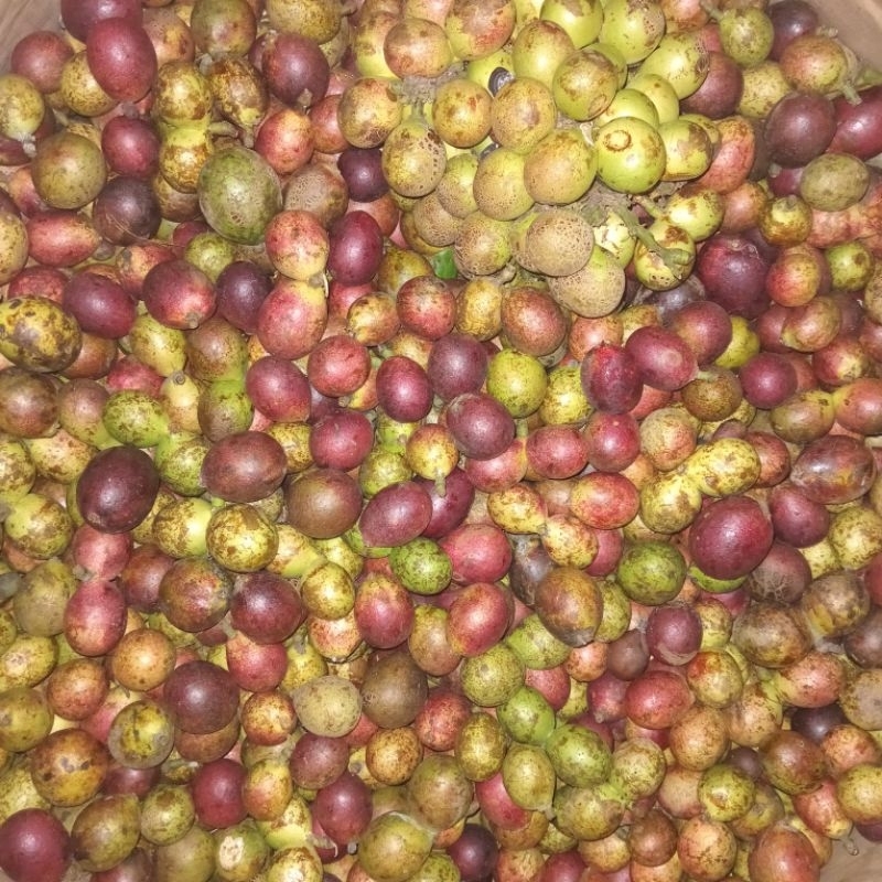

Buah Matoa 500 gram fresh (KIRIM DARI SURABAYA)