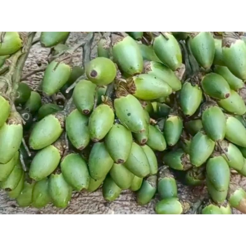 

PINANG MUDA BUAT JUS