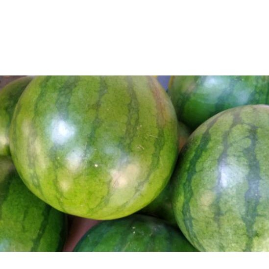 

Buah Semangka per 1 pcs