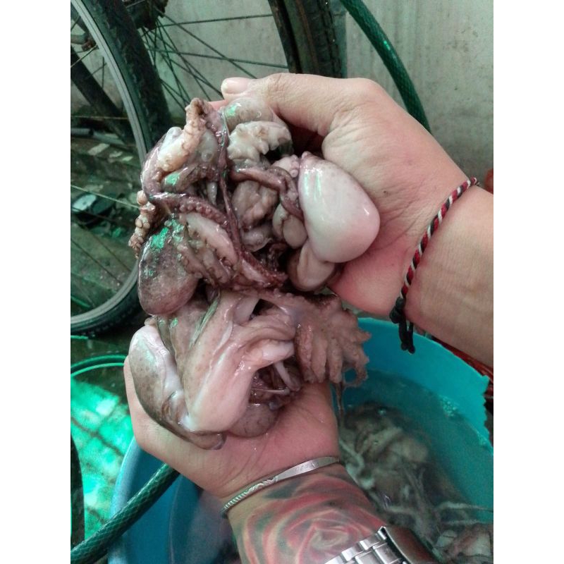 

(1kg) Gurita Jumbo Gurita Besar Gurita Premium