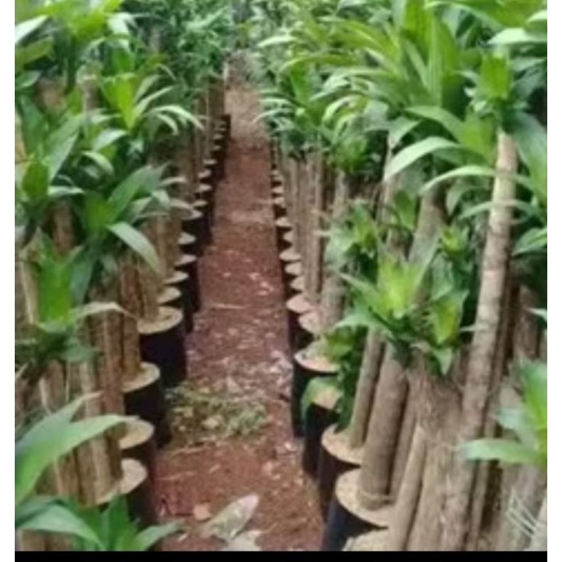 Paket 3 hanjuang hijau stek batang.