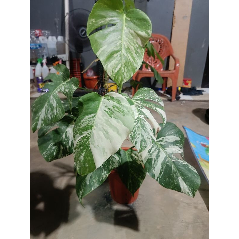 Monstera varigata marble / monvar marble
