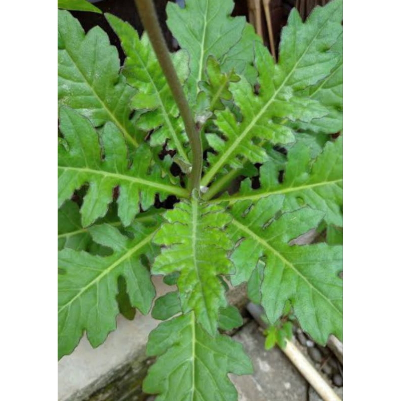 

Daun Dewa segar