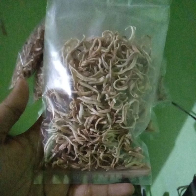 

telur teripang / serat teripang