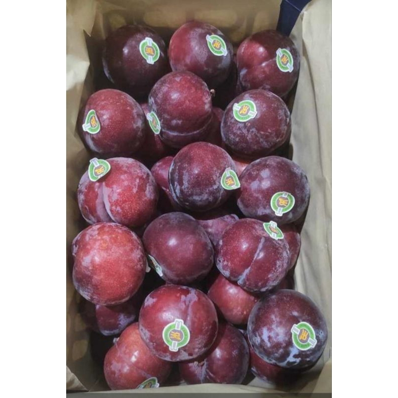 BUAH PLUM MERAH SEGAR 1KG MURMER AJA YUK DI CO
