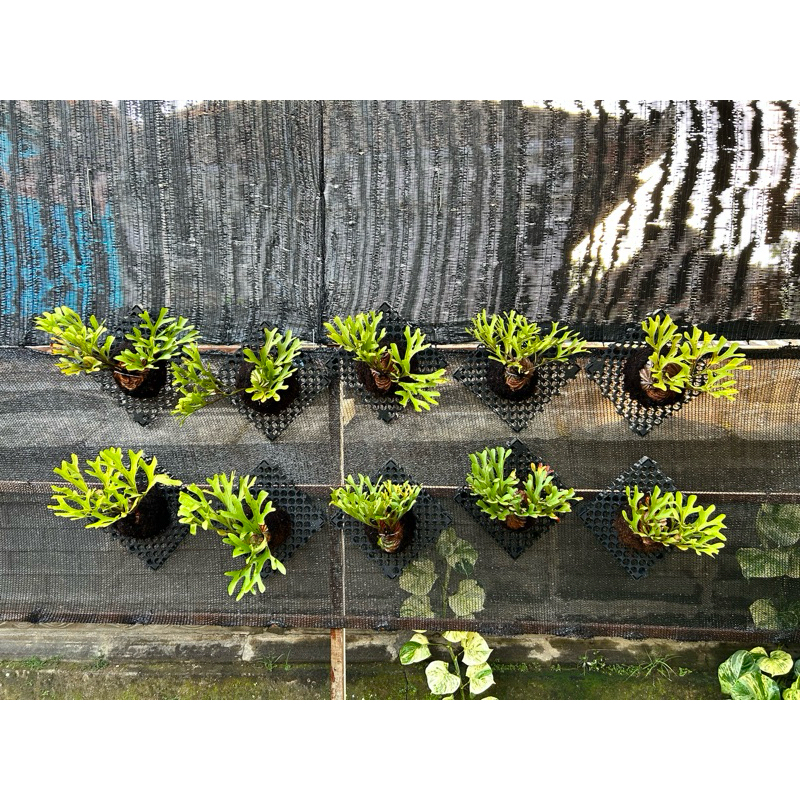 platycerium ridley/ simbar tanduk rusa