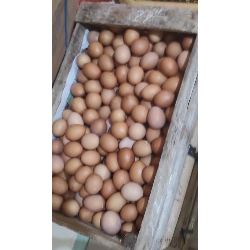 

telur ayam