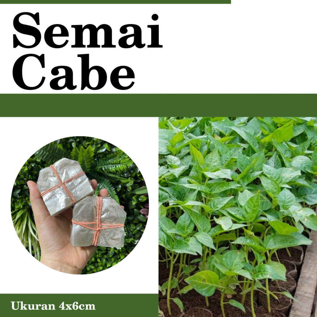 Polybag Semai Cabe/Plastik Semai Cabai & Sayur / Polybag Semai Sayur ISI 1000 Lembar - 02x1000