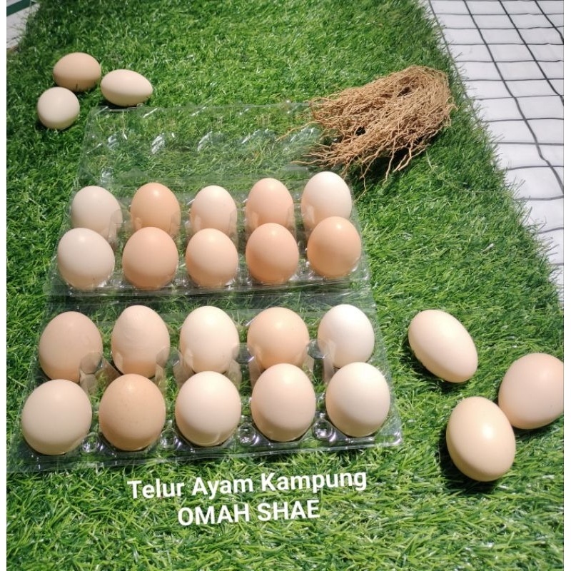 

Telur Kampung