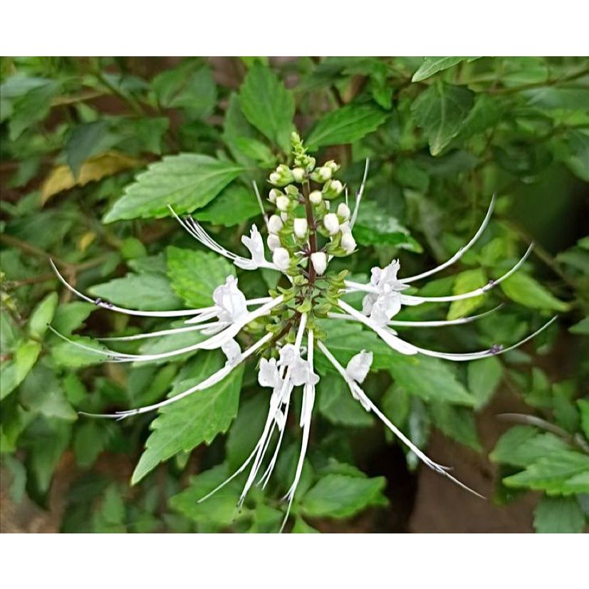 

daun kumis kucing obat herbal 1kg