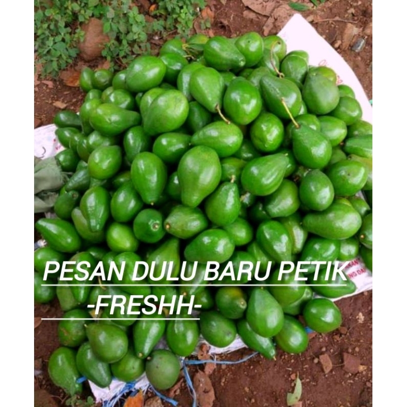

NASYYA_GARDEN-Alpukat Mentega Original ( 1 kg Isi 5-6 ) Lokal Lereng Lawu