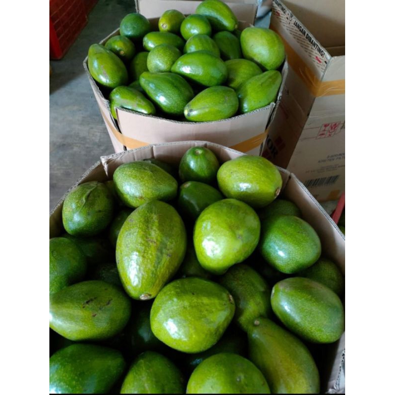 

Alpokat Avocado Alvokat Dikirim dalam kondisi segar lewat paket