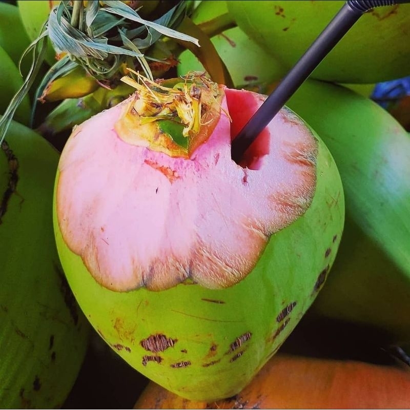 

Kelapa wulung hijau Fresh Segar untuk obat dan kesehatan ASLI
