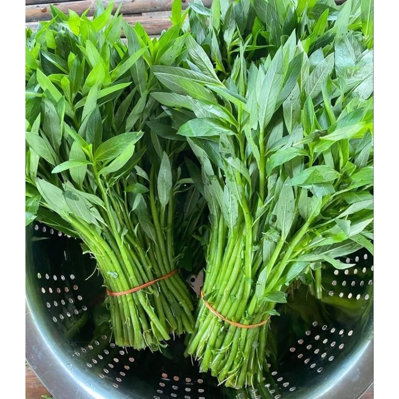 

kangkung segar 1 ikat